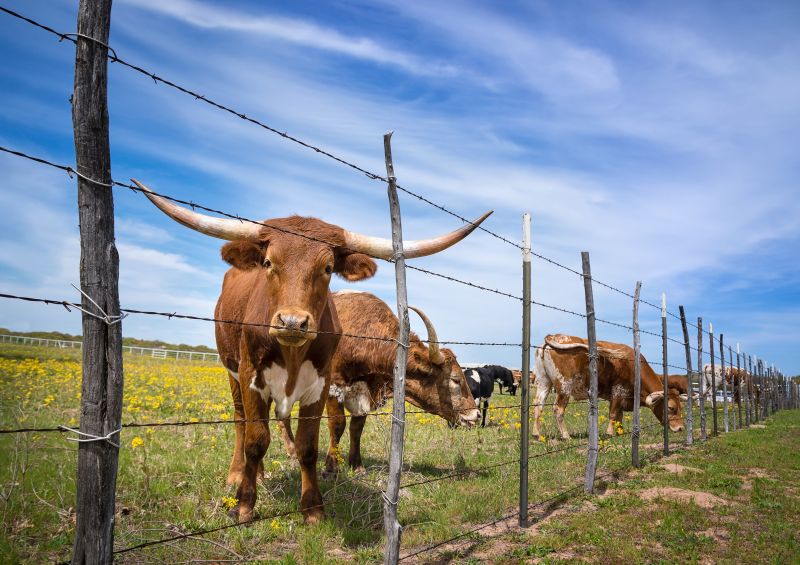 Farm Boundary Fence
