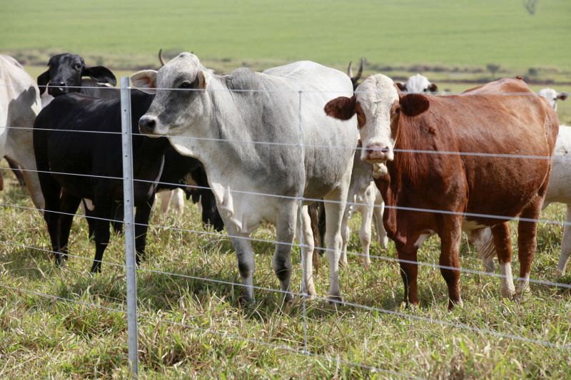 Farm Fencing with Livestock